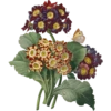Pierre Joseph Redouté - 1759-1840 (Flowers) 10