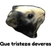 hámster 🐹 2 aish💕 20