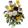 Pierre Joseph Redouté - 1759-1840 (Flowers) 12