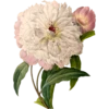 Pierre Joseph Redouté - 1759-1840 (Flowers) 13