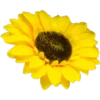 Flowers 9 24