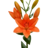 Flowers 9 25