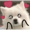 Expresiones perrito blanco 2🤍 16