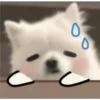 Expresiones perrito blanco 2🤍 20