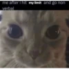 silly cats 27