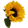 Flowers 9 26