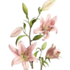 Flowers 9 27