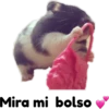 hámster 🐹 2 aish💕 24