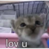 silly cats 29