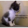 silly cats 30