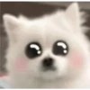 Expresiones perrito blanco 2🤍 25
