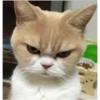 Memes1209 26