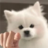 Expresiones perrito blanco 2🤍 27