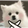 Expresiones perrito blanco 2🤍 28
