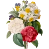 Pierre Joseph Redouté - 1759-1840 (Flowers) 21