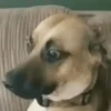 ANIMALITOS2 5