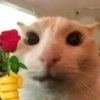 kucing lovers 5