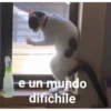 ANIMALITOS2 7
