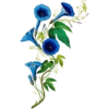 Flore d'Amérique - Etienne Denisse 1843 (flowers) 5