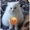 kucing lovers 9