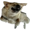 ANIMALITOS2 11