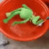 GUSTAVO 9