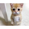 kucing lovers 11