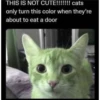 kucing lovers 12