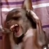 ANIMALITOS2 12