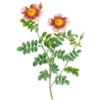 Roses-Redouté-Sowerby (Flowers) 5