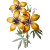 Flore d'Amérique - Etienne Denisse 1843 (flowers) 6