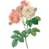 Roses-Redouté-Sowerby (Flowers) 6