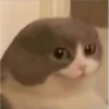 ANIMALITOS2 16