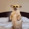 ANIMALITOS2 17