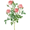 Roses-Redouté-Sowerby (Flowers) 7