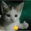 kucing lovers 14