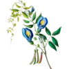 Flore d'Amérique - Etienne Denisse 1843 (flowers) 7