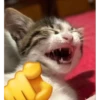 kucing lovers 15