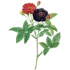 Roses-Redouté-Sowerby (Flowers) 8