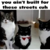 kucing lovers 16