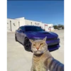 kucing lovers 17