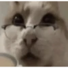 kucing lovers 18