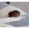 ANIMALITOS2 19
