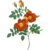 Roses-Redouté-Sowerby (Flowers) 9