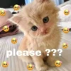 Meme Lucu Gemoy 21