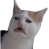 ANIMALITOS2 23