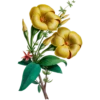 Flore d'Amérique - Etienne Denisse 1843 (flowers) 10