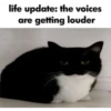 kucing lovers 20