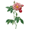 Roses-Redouté-Sowerby (Flowers) 11
