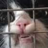 ANIMALITOS2 24